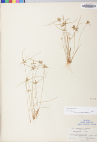 Cyperus flavescens image