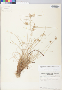 Cyperus filicinus image