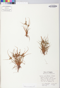 Cyperus granitophilus image