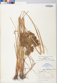 Cyperus flavicomus image