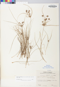 Cyperus grayi image