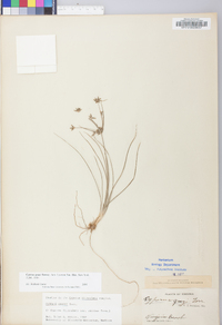 Cyperus grayi image