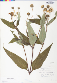 Helianthus strumosus image