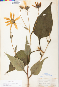 Helianthus tuberosus image