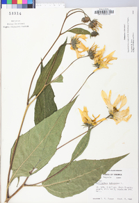 Helianthus tuberosus image