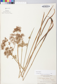 Cyperus haspan image