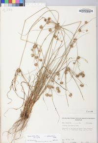 Cyperus echinatus image