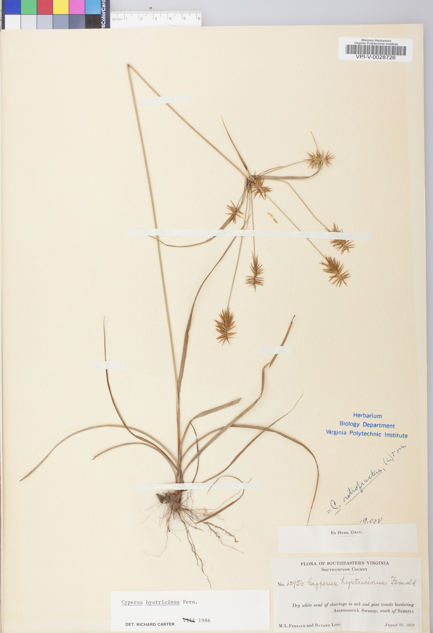 Cyperus hystricinus image