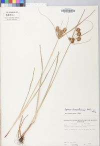 Cyperus lancastriensis image