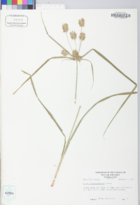 Cyperus lancastriensis image