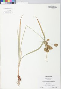 Cyperus lancastriensis image