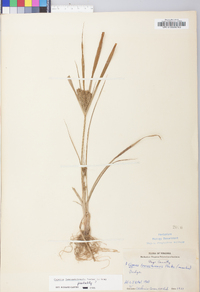 Cyperus lancastriensis image