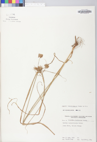 Cyperus lancastriensis image