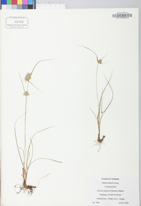 Cyperus lupulinus subsp. lupulinus image