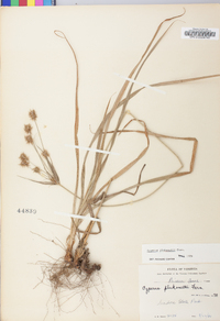 Cyperus plukenetii image