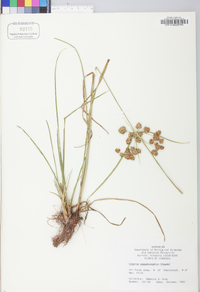 Cyperus pseudovegetus image