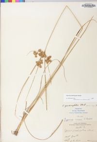 Cyperus pseudovegetus image