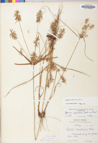 Cyperus refractus image