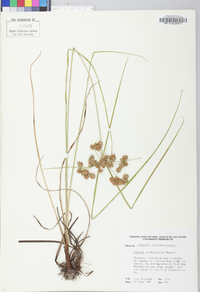 Cyperus pseudovegetus image