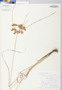 Cyperus pseudovegetus image