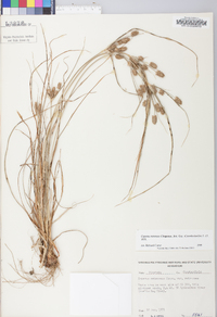 Cyperus retrorsus image