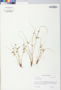 Cyperus squarrosus image