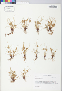 Cyperus squarrosus image