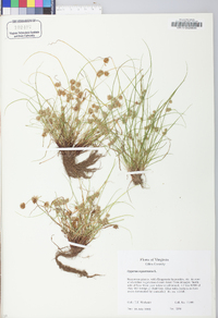 Cyperus squarrosus image