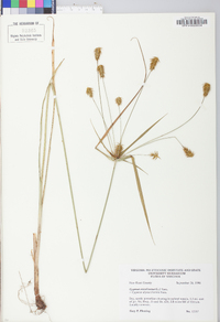 Cyperus retrofractus image