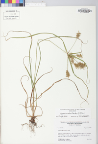 Cyperus retrofractus image