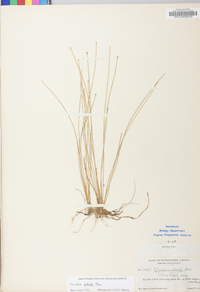 Eleocharis albida image