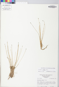 Eleocharis albida image