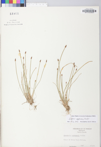 Eleocharis engelmannii image