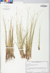 Eleocharis flavescens image