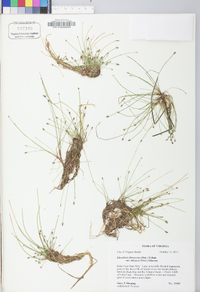 Eleocharis flavescens image