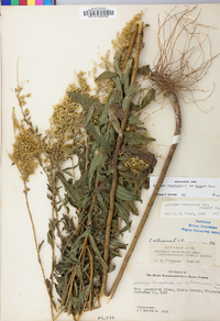 Solidago canadensis var. hargeri image