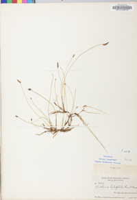 Eleocharis halophila image