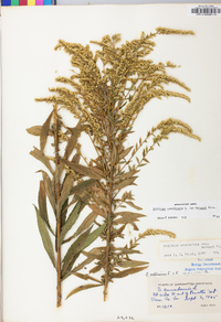 Solidago canadensis var. hargeri image