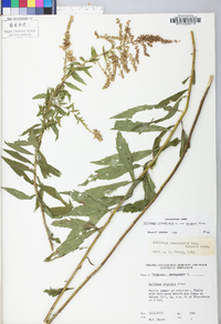 Solidago canadensis var. hargeri image