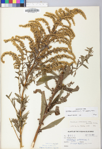 Solidago canadensis var. hargeri image