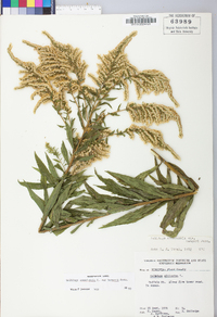 Solidago canadensis var. hargeri image