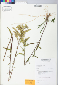 Solidago pinetorum image