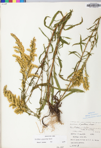 Solidago pinetorum image