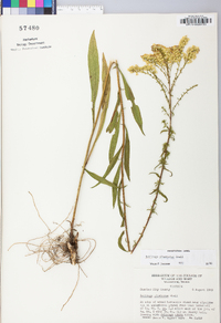 Solidago pinetorum image