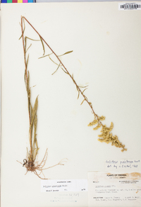 Solidago pinetorum image