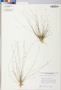 Eleocharis microcarpa image