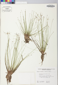 Eleocharis microcarpa image