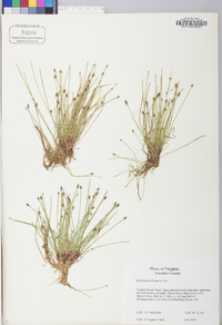 Eleocharis olivacea image