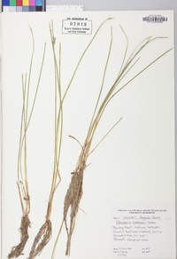 Eleocharis robbinsii image