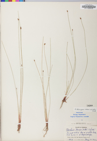 Eleocharis tenuis image